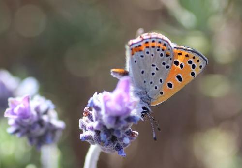 Lycaena phoebus